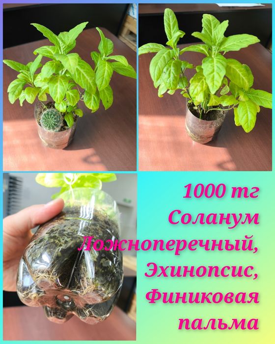 Бильбергия, Дримиопсис и другие
