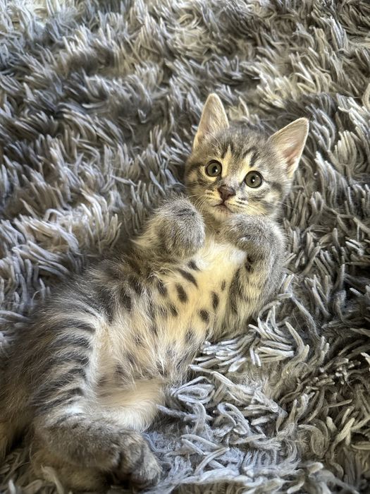 Котёнок в добрые руки. Мушукча хадияга берилади