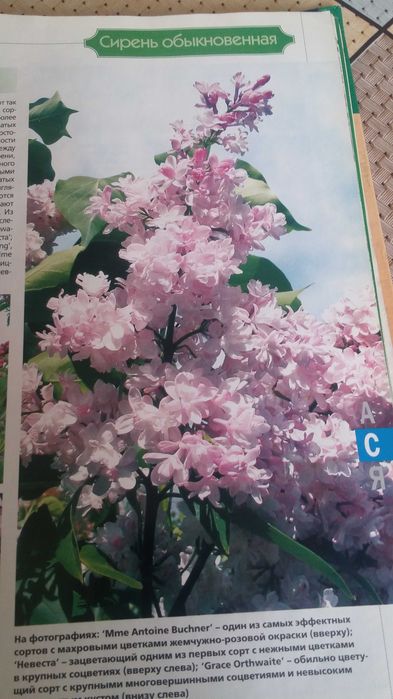 Продам книгу Комнатные растения.