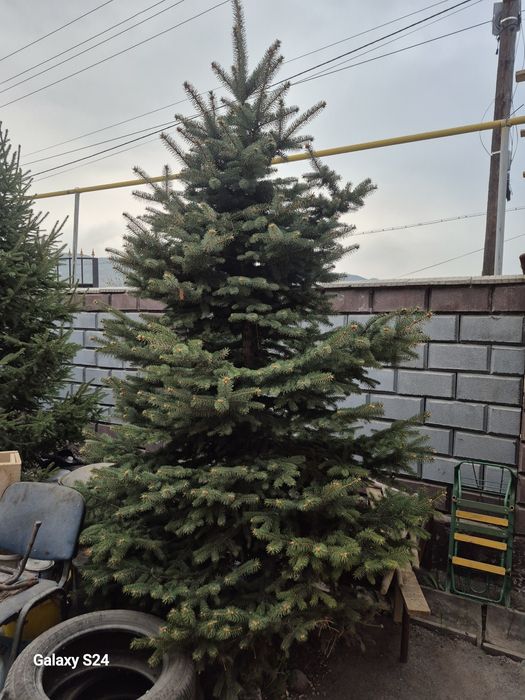 Продаются   елки