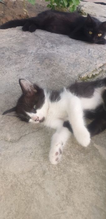 Отдам бесплатно котят в хоршие руки