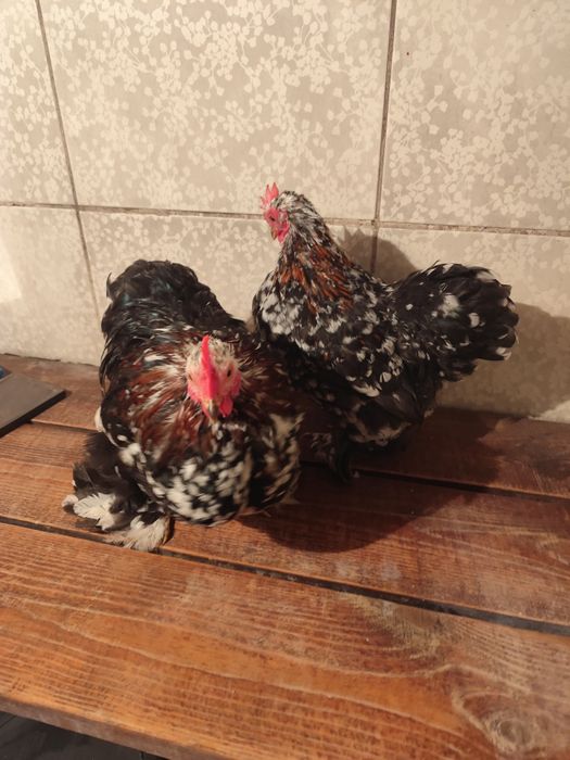 Кохинхины карликовые мраморные