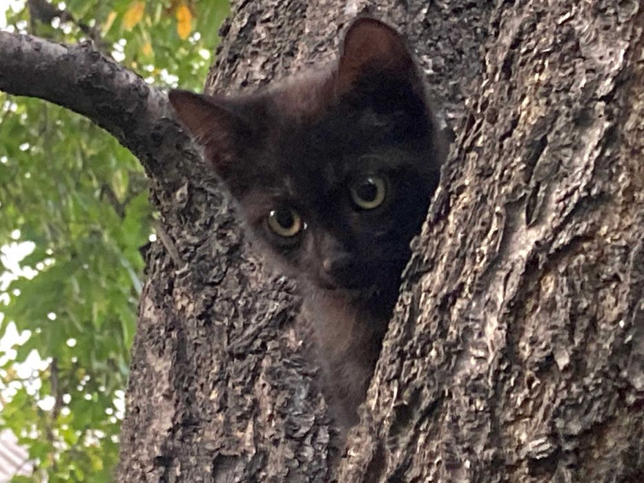 Кошки, крысоловки.