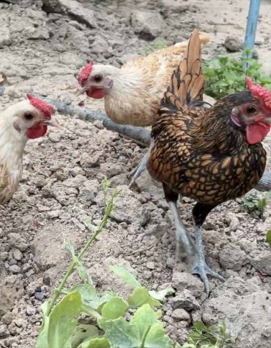 Sebrayt Şaumo hörozlari sotiladi