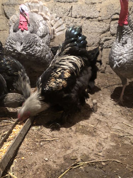 Петухи браммы самцы