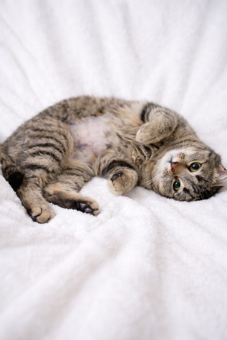 В добрые руки кошечка Муся