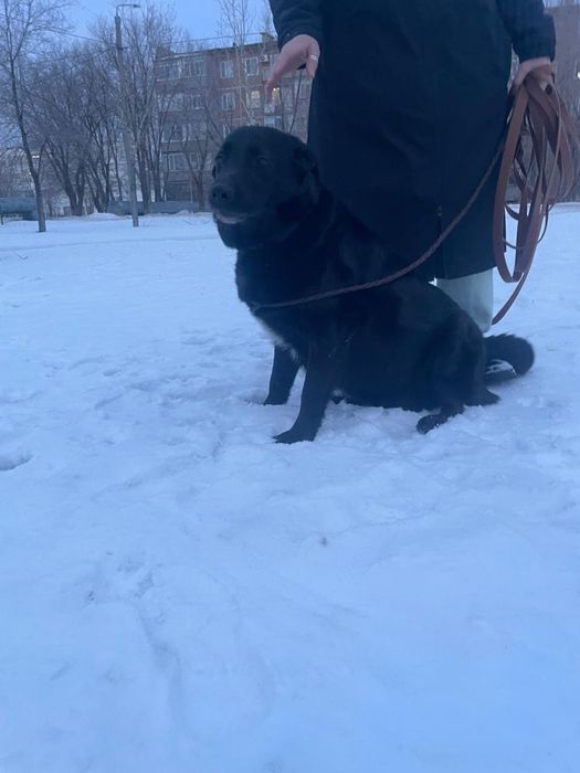 Сабока животное.