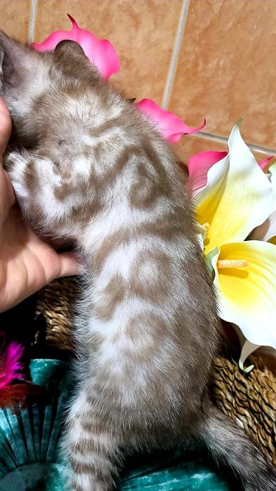 СНЕЖНЫЙ БЕНГАЛ, Котик- шик..