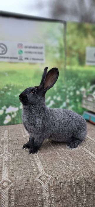 Кролики евро Калифорния