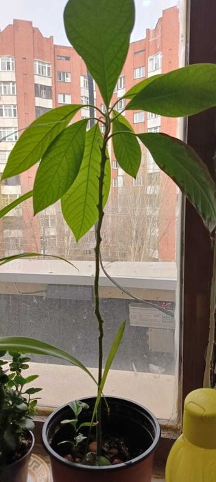 авокадо деревце.