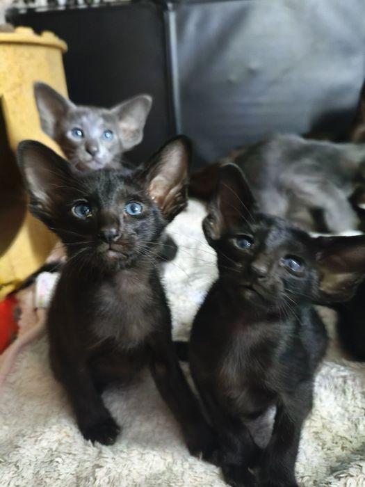 Ориентальные котята экстримального типа совреного типа