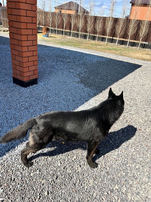 Черная немецкая овчарка кабель