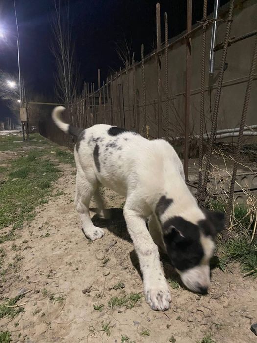 Алабай күшік сатылады