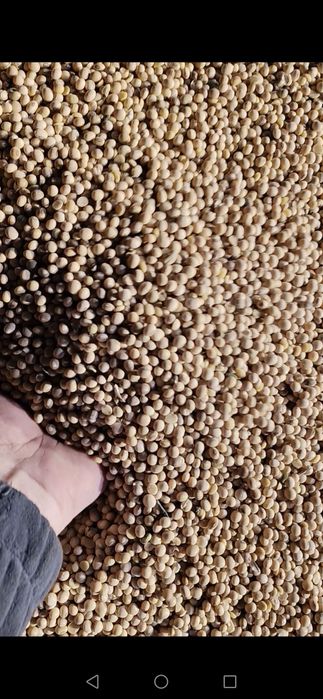 Продам соя продам соя