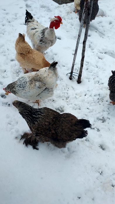 Gaini si cocos de vanzare