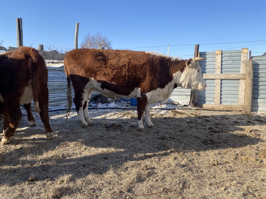 Семіз ту сыйыр килограм дап