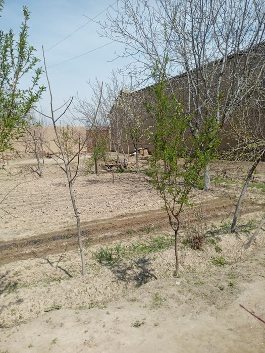 15/40метир атрофи уралган мевали дарахтлари бор