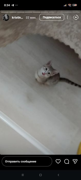 Продам котенка девочка