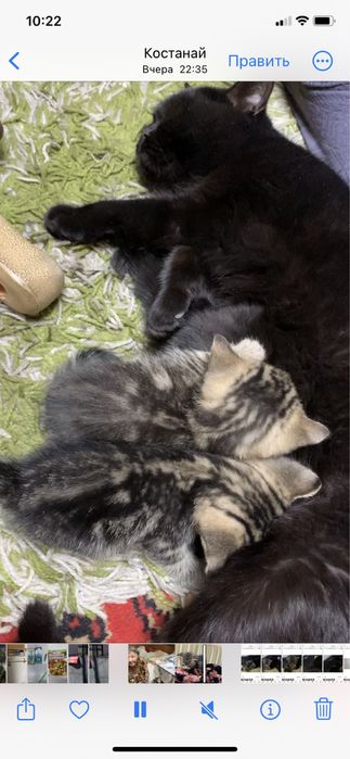 Котята в добрые руки
