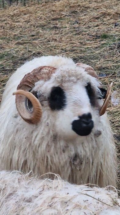 Vând berbec țurcan