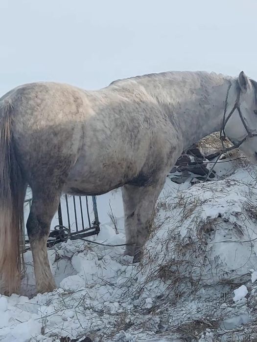Продам жеребца.