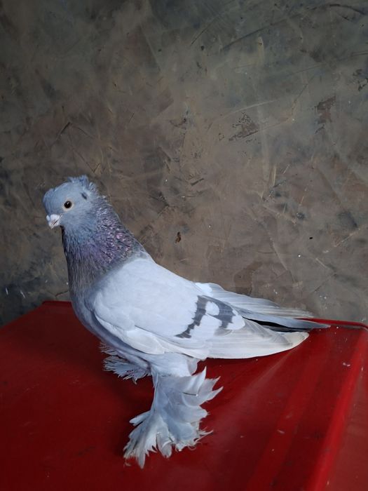 Голуби голуби голуби