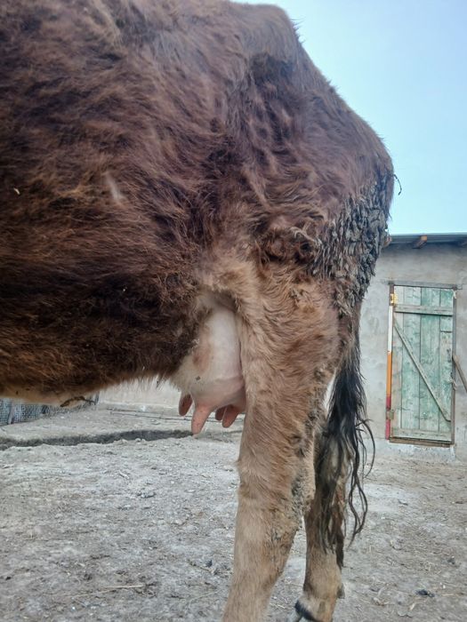 Продам алатау телку первый отель