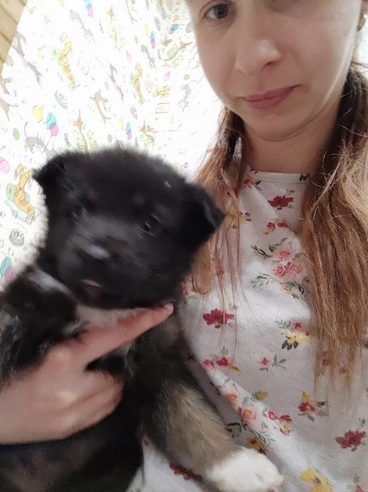 Отдам девочек возраст 2 месяца