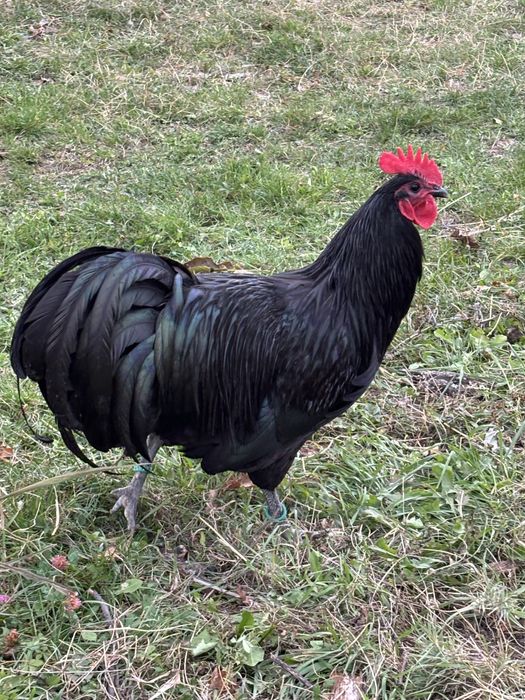 Cocosi Australorp