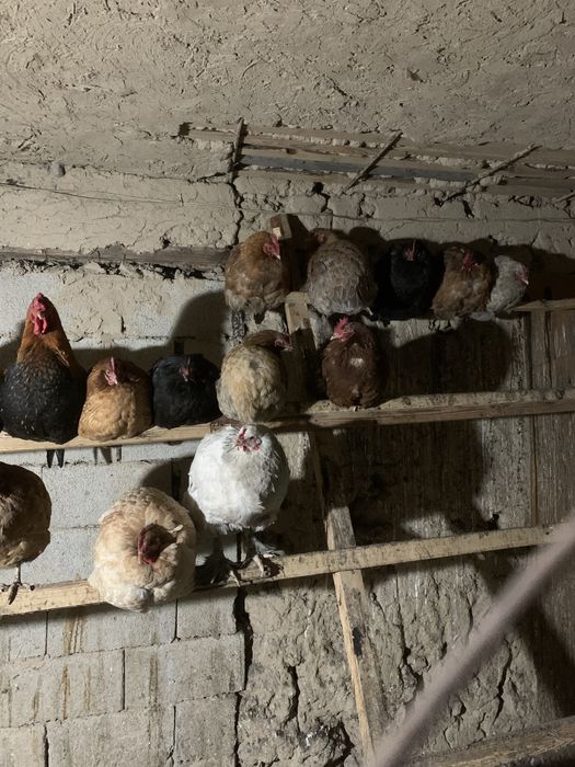 Продам домашних кур