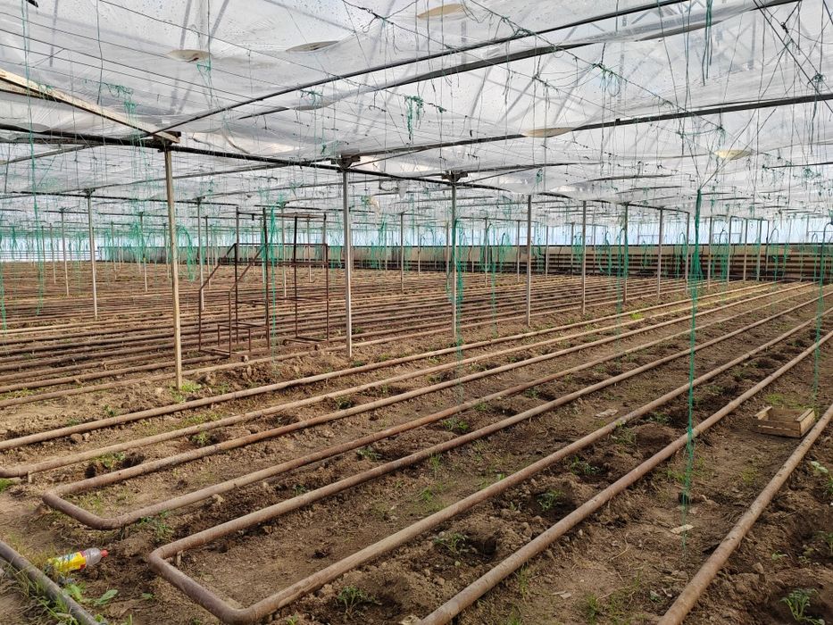 Теплица в аренду