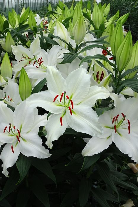 Bulbi de crini imperiali, parfumați