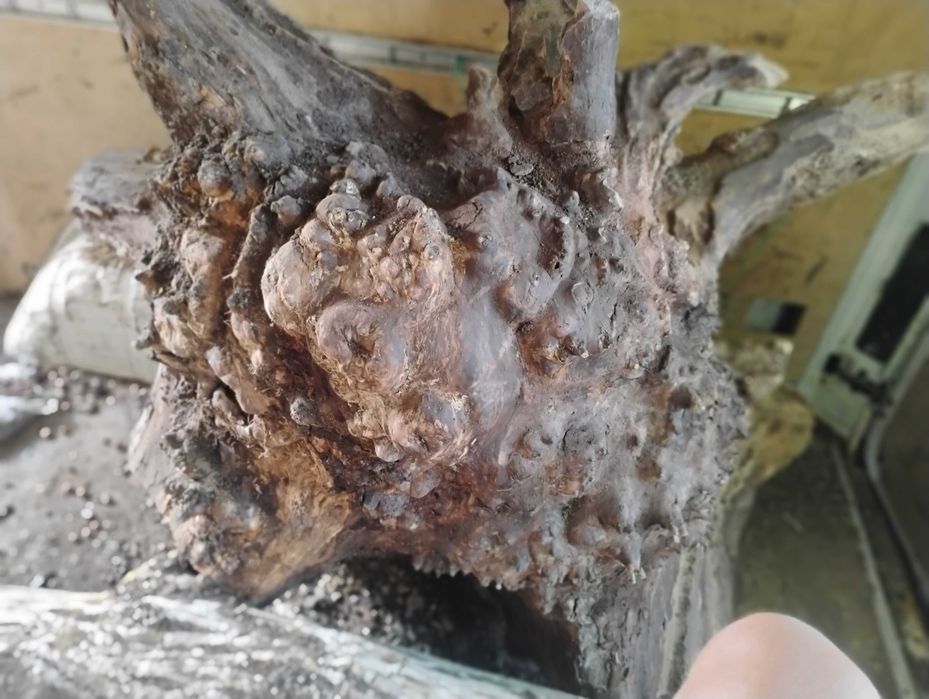 Дървен материал от орех