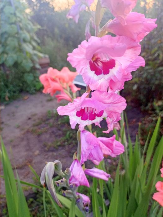 Гладиолус луковицы