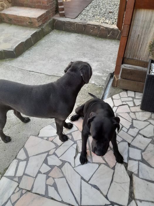 Donez cățele Cane Corso, vaccinate