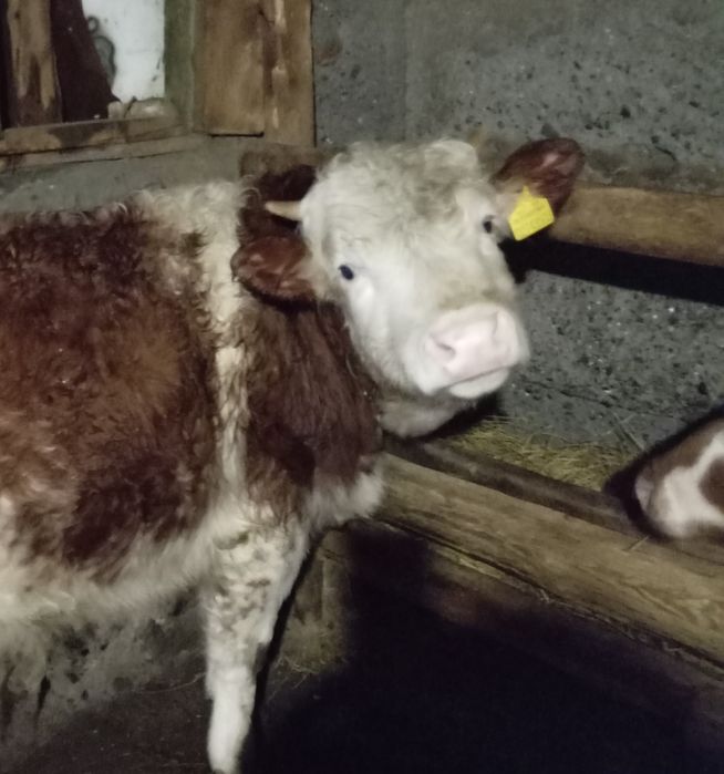 Бык 11 мес. Алабай