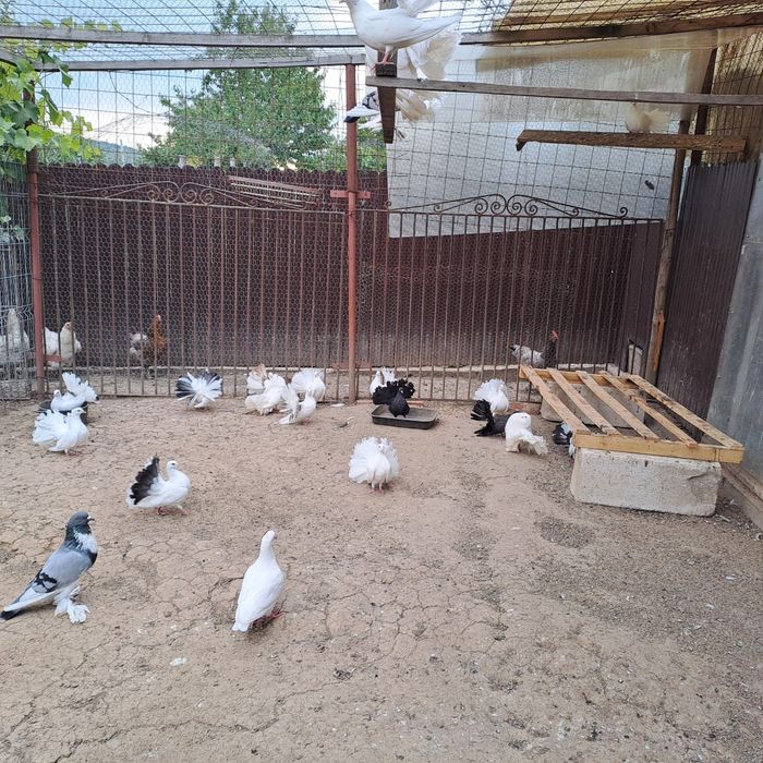 Porumbei albi rotați