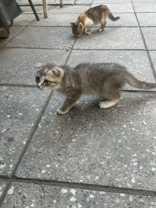 СРОЧНО отдаем котят в добрые руки!!