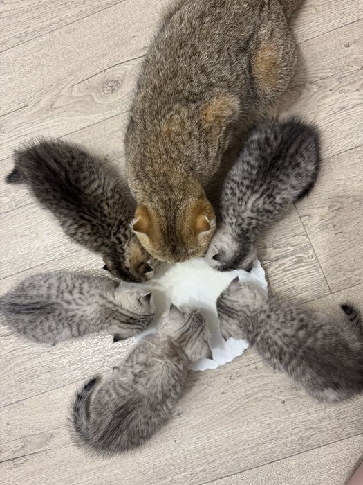 Продаётся котёнок серебристая шиншиллы