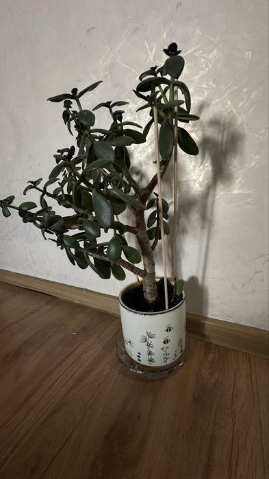 Денежное дерево крассула (Crassula) или толстянка.