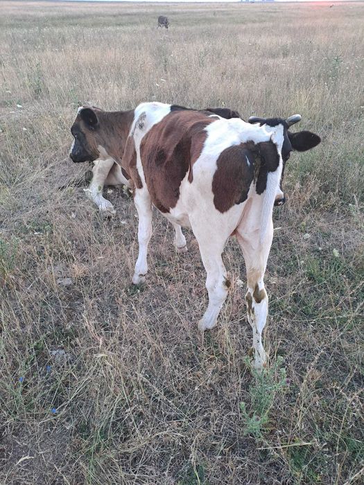 Angus Viței de pus la vaca și mai mari in carcasă