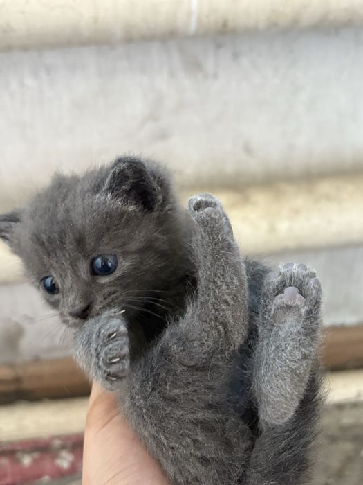 Отдам котят в добрые руки.