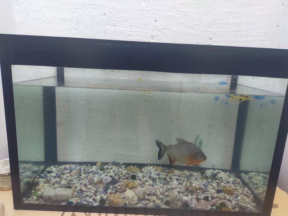 Аквариум 80 литров