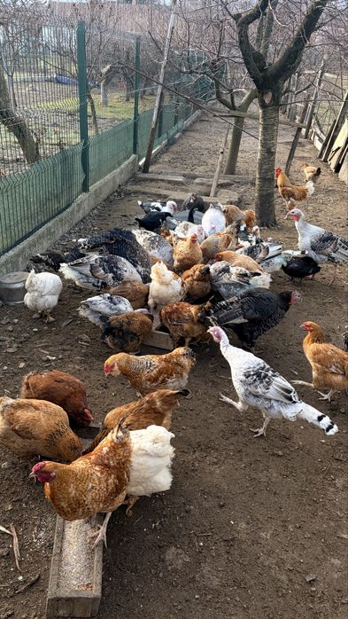Vand COCOȘI si CURCANI de casa