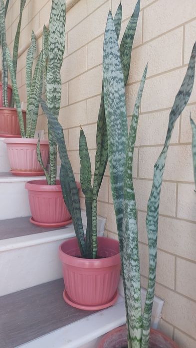 Алое вера, Aloe vera guli 30000