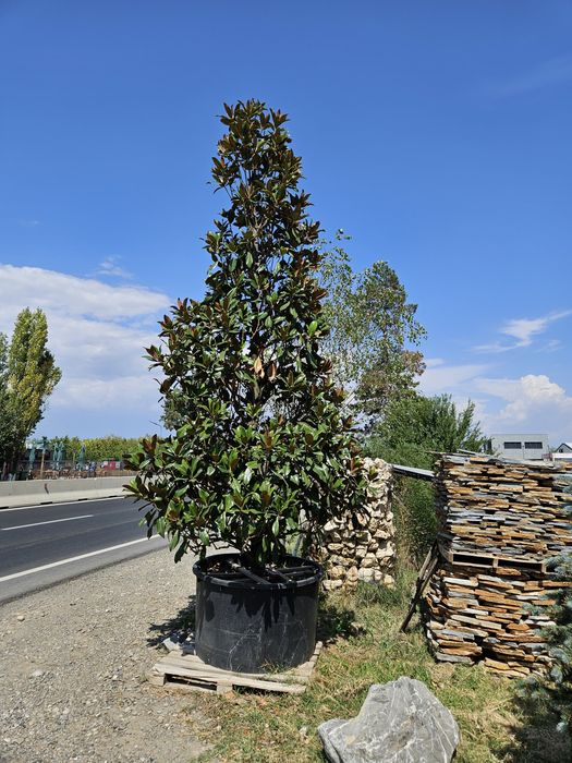 Catalpa  globulara plante