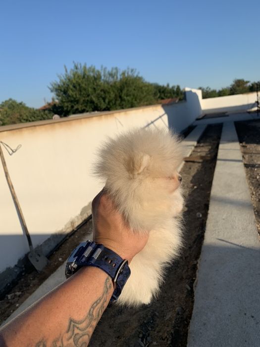 Померан мини