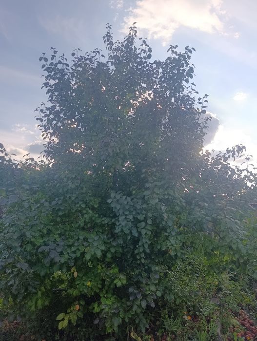 Продам дачу на правом берегу