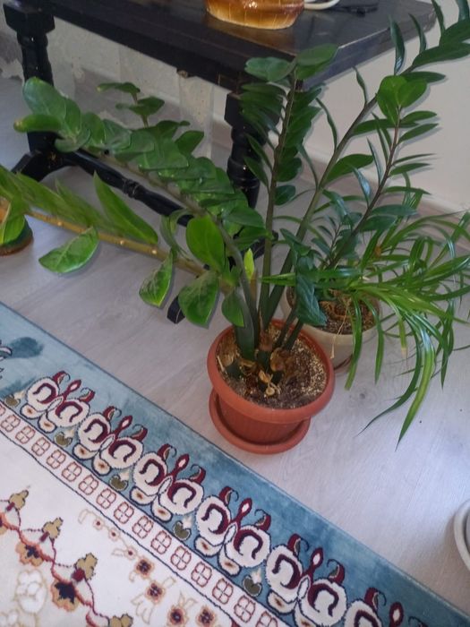 Продам Замиокулькас (долларовое дерево)