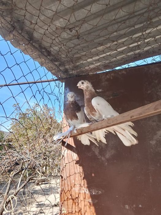 Продам 2 наваты двухчубый и чубатый